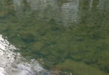 Мъртва риба и жълта пяна във водите на река Чая над Бачково