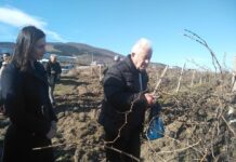 93-годишният Димитър Павлов пръв заряза лозите в Куклен