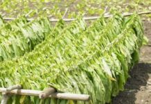 От 15 април тютюнопроизводители кандидатстват за обезщетения за предадена и неплатена продукция от предходни години