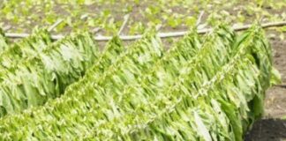 От 15 април тютюнопроизводители кандидатстват за обезщетения за предадена и неплатена продукция от предходни години