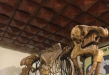 25 години от откриването си отбелязва Палеонтологичният музей в Асеновград