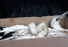 РИОСВ реагира на сигнал за безпомощни щъркелчета