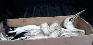 РИОСВ реагира на сигнал за безпомощни щъркелчета