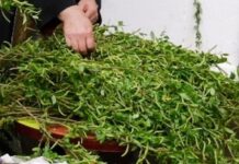 Цветница е! Честит празник!