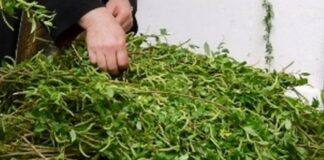 Цветница е! Честит празник!