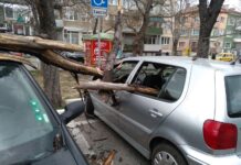 Три автомобила пострадаха сериозно, след като дърво падна върху тях