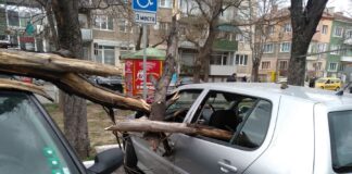 Три автомобила пострадаха сериозно, след като дърво падна върху тях