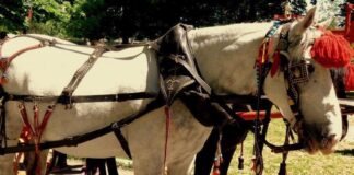 Кушиите на Тодоровден стартират с традиционен поход до параклиса „Свети Тодор“ край Асеновград