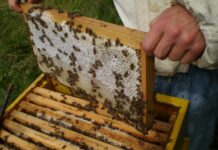 От днес пчеларите подават заявления за плащане по Националната програма