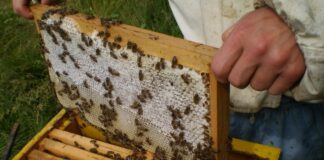 От днес пчеларите подават заявления за плащане по Националната програма