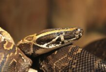 8-килограмова змия избяга от зоомагазин в центъра на Пловдив