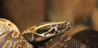 8-килограмова змия избяга от зоомагазин в центъра на Пловдив