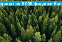 Разсадник подарява 5000 броя бял бор, търсят се желаещи да помогнат спешно