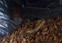 Полицията в Пловдив с нов удар по контрабандата с акцизни стоки