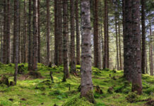 Нова наредба регламентира дейностите по защита на горските територии от болести и вредители