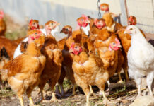 Откриха птичи грип в село Богданица