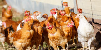 Откриха птичи грип в село Богданица