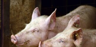 България получава 2.9 милиона евро подкрепа от ЕК за борба с Африканската чума