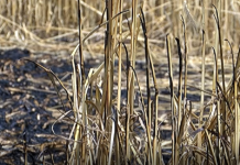 Бързото потушаване на пожара край с. Златовръх спаси 100 декара жито