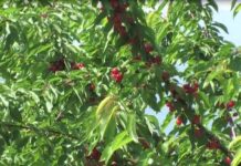 Среща с производители в Куклен във връзка с черешовата кампания и опазването на реколтата