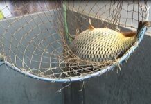 Какво трябва да знаем когато купуваме риба за Никулден