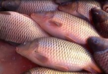 Около 6,50 за килограм – такава е цената на живия шаран в Асеновград