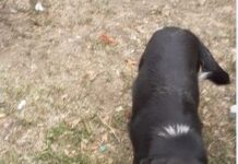 Пореден сигнал за агресивни бездомни кучета в Асеновград