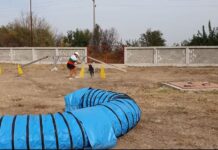 Спортно състезание с кучета се проведе в Зооветеринарен комплекс – Пловдив