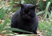 Утре е Петък 13-ти, суеверни ли са асеновградчани