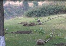 Кампанията по засаждане на фиданки в Асеновград ще се осъществи през есента