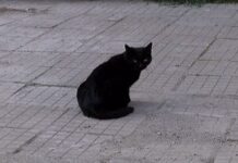 Фатален ли е петък 13-ти за асеновградчани