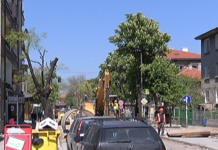 33 дървета по ул. „Ал. Стамболийски” ще бъдат отсечени