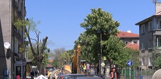 33 дървета по ул. „Ал. Стамболийски” ще бъдат отсечени