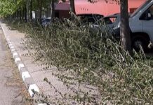 Окастрени клони възпрепятстват преминаването на пешеходци по тротоар на бул. „България”