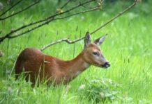 Международният център за опазване здравето на дивеча стартира дейността си