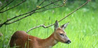 Международният център за опазване здравето на дивеча стартира дейността си