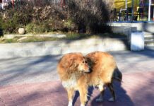 Инж. Димитров и Сдружение „Дай лапа” обсъдиха решения за проблема с бездомните кучета в Асеновград