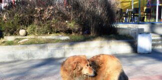 Инж. Димитров и Сдружение „Дай лапа” обсъдиха решения за проблема с бездомните кучета в Асеновград