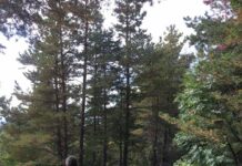 РИОСВ – Пловдив почистиха туристическата пътека на хижа „Марциганица“