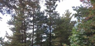 РИОСВ – Пловдив почистиха туристическата пътека на хижа „Марциганица“