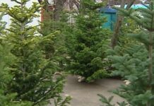 Предоставят 50 000 елхички за Коледа