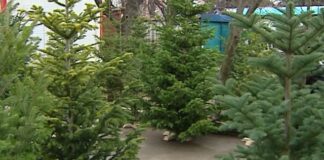 Предоставят 50 000 елхички за Коледа