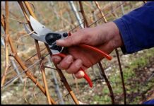 Трифон Зарезан поставя началото на 3-дневния празничен цикъл,наречен Трифонци