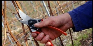 Трифон Зарезан поставя началото на 3-дневния празничен цикъл,наречен Трифонци