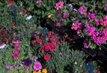 Цветен базар на Цветница ще има на асеновградския кооперативен пазар