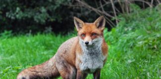 Стартира ваксинацията на дивите животни срещу бяс