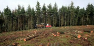 370 хил. проверки в горските територии за изминалата 2017 г.