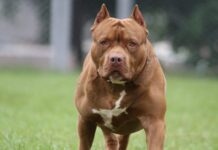 Питбул нахапа и влачи дете в кв. Запад в Асеновград Снимката е илюстративна