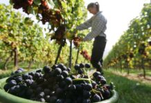 Приемът по мярка „Инвестиции в предприятия“ от Националната програма за подпомагане на лозаро-винарския сектор 2019 – 2023 г. се удължава до 30 април