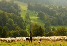 От утре животновъдите и пчеларите могат да кандидатстват за финансово подпомагане по de minimis